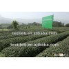 Organic Green Tea /hanzhongxianhao
