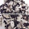 WHITE BACK BLACK FUNGUS