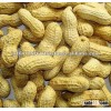 New Crop Groundnuts In Shell