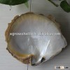whitelip shell raw material, raw seashell material