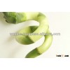 Thailand High Quality Sprial Lucky Bamboo