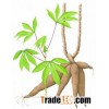 vilaconicexport@gmail.com NATIVE TAPIOCA STARCH