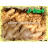 Organic fresh ginger