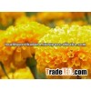 Dried Marigold