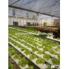 UAE greenhouse commercial hydroponics channel system