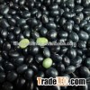 organic black bean with green kernel