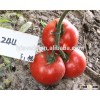 FI HYBRIDE TOMATO SEEDS