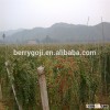 Goji/Wolfberry/Lycium Barbarum plant tree