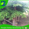 2016 Hot sale Sandalwood seed for sowing