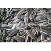 American sunflower seeds 5009/909/5135 for sale
