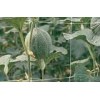 Plant Climbing Net
