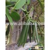 We Are Farmer Specialist In Vanilla Beans From Indonesia