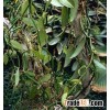 Papua Origin Planifolia Vanilla Bean