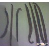 Vanilla Beans