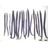 Vanilla Beans Or Vanilla Pods