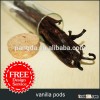 vanilla pods