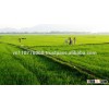 Vietnam white rice long grain 15% broken- good price