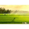 High quality- good price- Long grain white rice 5-100% broken Vietnam original