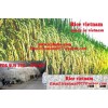 Rice vietnam FOB Price: US $390 -470 / Ton