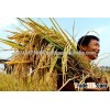 LONG GRAIN WHITE RICE 15% BROKEN, VIETNAM ORIGINAL, RICE MILLER