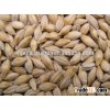 Malt Barley