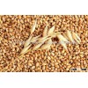 Nutrition Rich Barley For Animal Feed and Human Consumption FOR SALE NOW!!