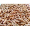 Malt Barley