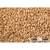 High Quality Pearl Barley / Hulled Barley / Barley Malt