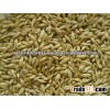 Barley