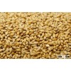 Quality Barley Grains