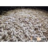 feed barley For Animal Feed and Human Consumption