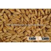 Feed Barley Grain