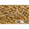Indian Barley
