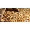 BARLEY, animal feed barley