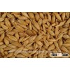 Malted Barley for sale, Feed Barley grain, Barley Malt grain for sale