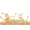 Quality Barley grain for Animal feed