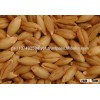 Malted Barley for sale