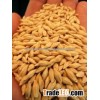 Barley Malt grain for sale