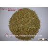 Barley for malt / Barley for feed / Hordeum vulgare