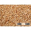 Barley Grains For Animal Feed and Human Consumption