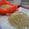 Russia bulk barley for animal feed with wholesale prices