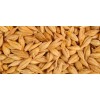 barley