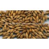 Top high quality+good price malt and feed barley from Ukraine