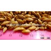 Barley Grains from Ukraine