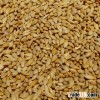 TOP QUALITY ORGANIC BARLEY