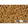 Barley