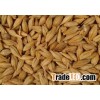 Beer Barley
