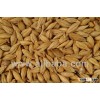 Animal Feed Barley, Ukraine