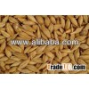 Barley