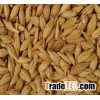 Feed Barley